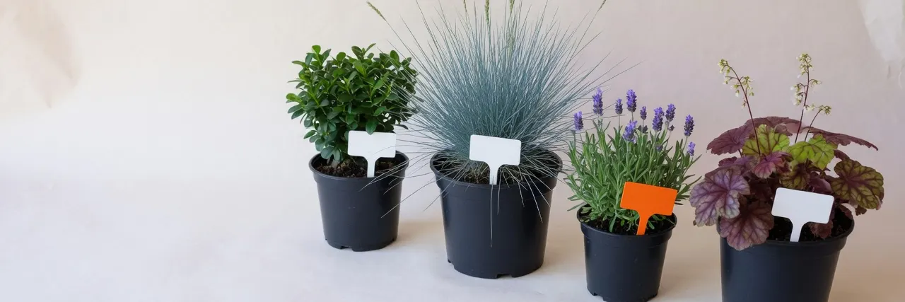 A box shrub, a blue grass, a flowering lavender and a heuchera in black nursery pots with plant labels, one orange, on warm paper